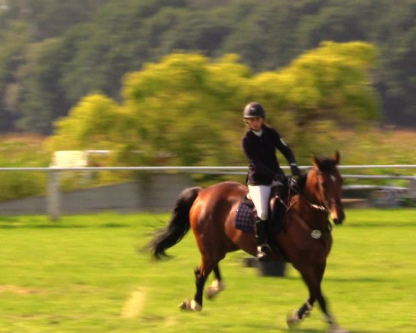 Reitturnier Baschütz bei Bautzen 2017