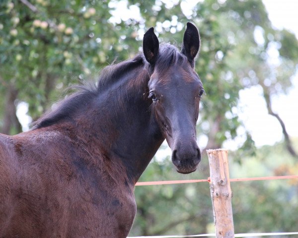 horse Florine (German Sport Horse, 2018, from Finnigan)