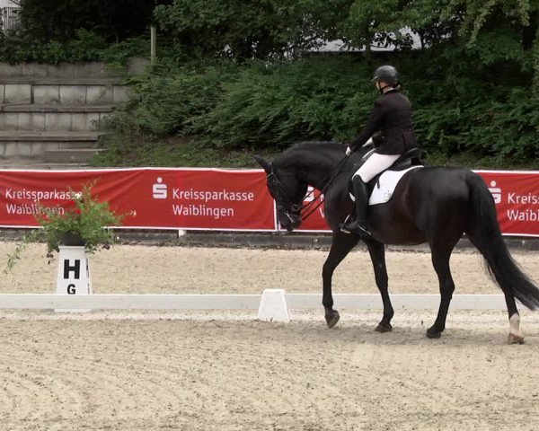 Reitturnier Waiblingen 2017