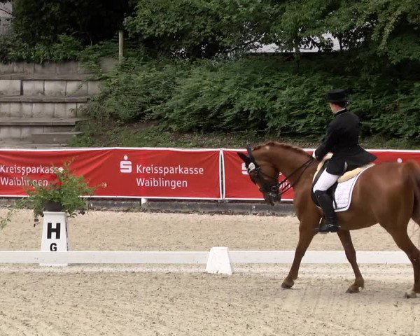 Reitturnier Waiblingen 2017