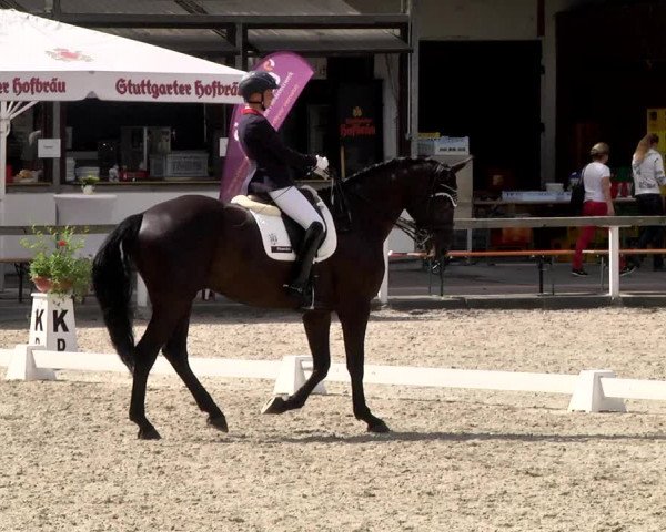Reitturnier Waiblingen 2017