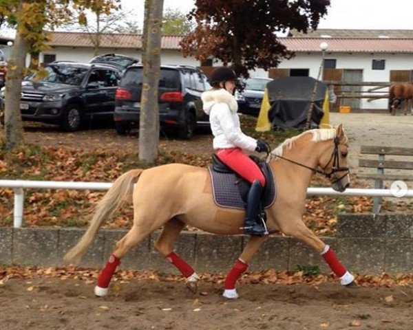 broodmare Hilkens Marisa (German Riding Pony, 2010, from Danny Gold)