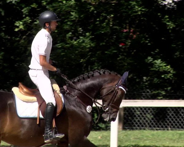 Reitturnier Waiblingen 2017