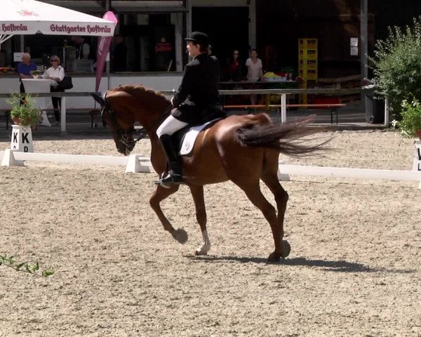 Reitturnier Waiblingen 2017