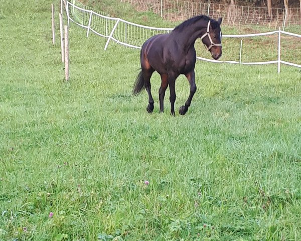 Dressurpferd Dol de Bretagne (Deutsches Sportpferd, 2009, von Drakdream) Dressurpferd Dol de Bretagne (Deutsches Sportpferd, 2009, von Drakdream)