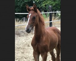dressage horse Zamour (Westphalian, 2018, from Zoom)