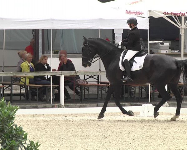 Reitturnier Waiblingen 2017