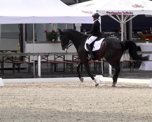 Reitturnier Waiblingen 2017
