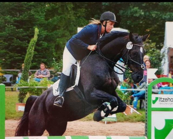 jumper Gino 523 (Hanoverian, 2002, from Ginsberg)