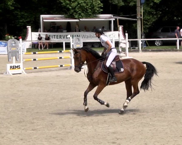Reitturnier Waiblingen 2017