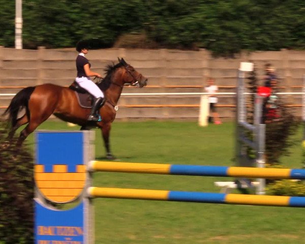 Reitturnier Baschütz bei Bautzen 2017