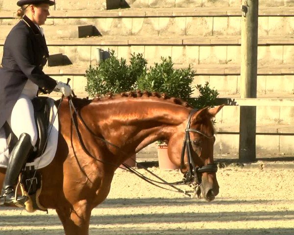 Reitturnier Waiblingen 2017