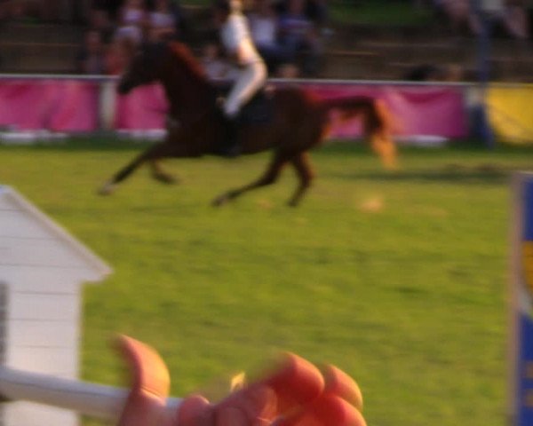 Reitturnier Baschütz bei Bautzen 2017