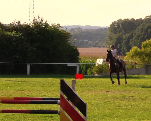 Reitturnier Baschütz bei Bautzen 2017