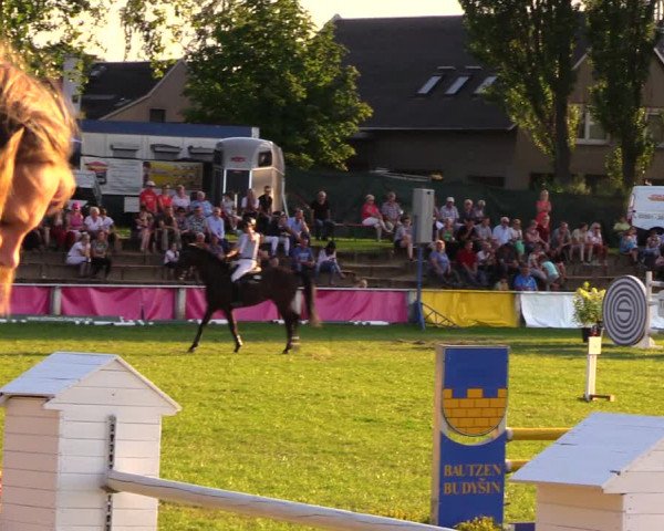 Reitturnier Baschütz bei Bautzen 2017