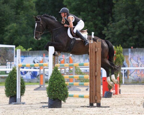 dressage horse Syrus CH (Swiss Warmblood, 2003, from Le Grand Lord)