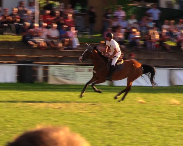 Reitturnier Baschütz bei Bautzen 2017