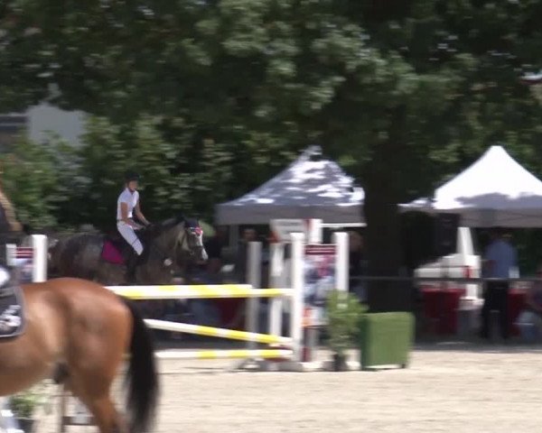 Reitturnier Rot am See- Musdorf 2017
