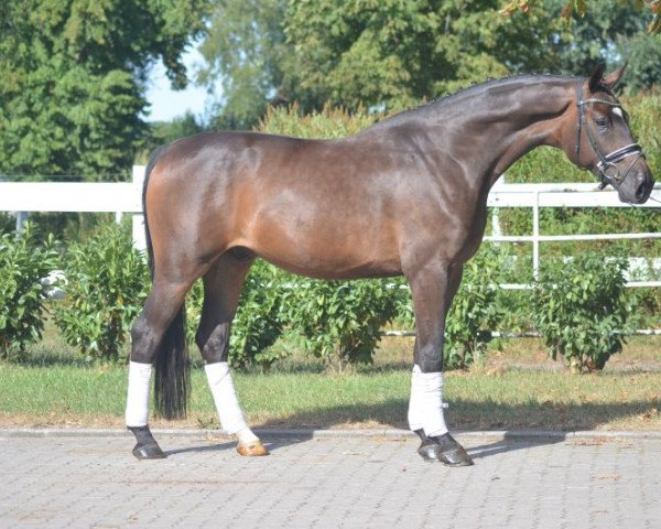 horse Wallach von Dante Weltino (Hanoverian, 2014, from Dante Weltino Old)