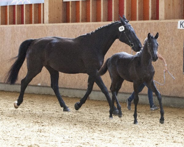 broodmare Diaraya CH (Swiss Warmblood, 2015, from Diarado)