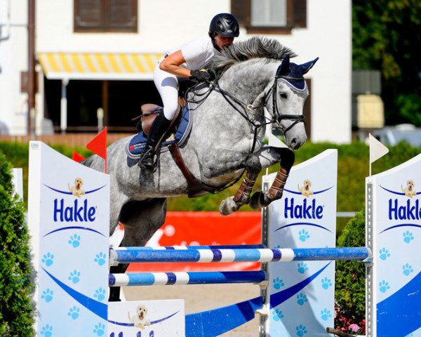 Springpferd Grey Cristo (Holsteiner, 2006, von Cristo)