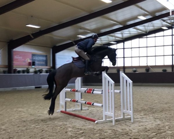 jumper Perfect Pie (Westphalian, 2015, from Pilothago Dxb)