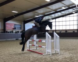 Springpferd Perfect Pie (Westfale, 2015, von Pilothago Dxb)