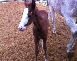 Springpferd For Windy (Schweizer Warmblut, 2013, von For Pleasure)