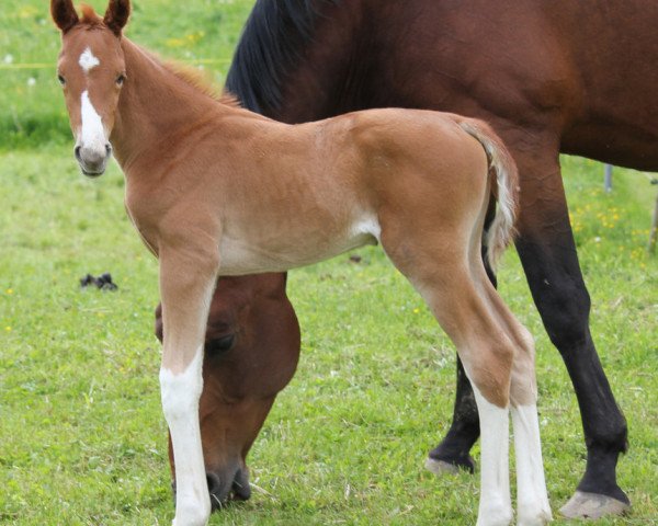 Dressage horse Descara Von Waldegg CH (Swiss Warmblood, 2014, from Dancier)