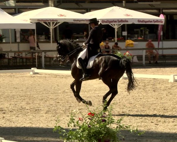 Reitturnier Waiblingen 2017