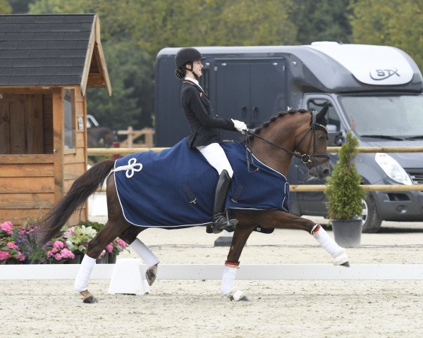dressage horse Der kleine Sunnyboy WE (German Riding Pony, 2010, from Der feine Lord AT)