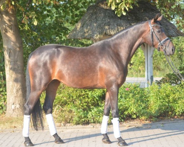 horse Bildschöne 6-jährige Stute (Hanoverian, 2012, from Dr Doolittle 45)