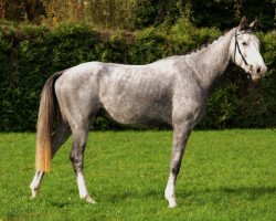 Springpferd Seranos Mb CH (Schweizer Warmblut, 2014, von Cordess 2)