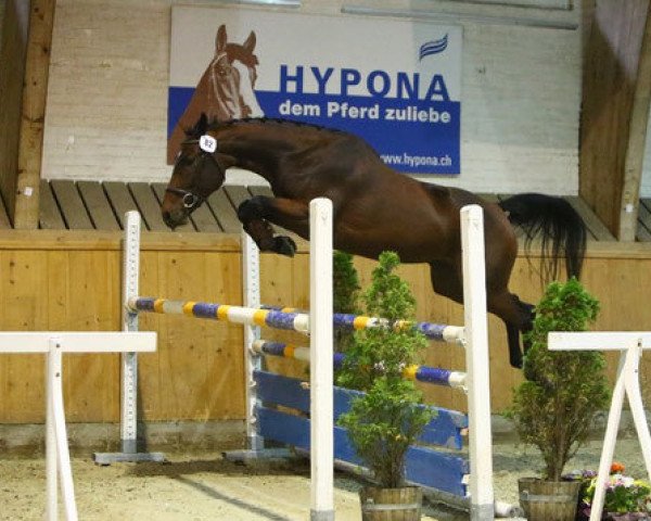 broodmare Soraya MB CH (Swiss Warmblood, 2010, from Chameur)