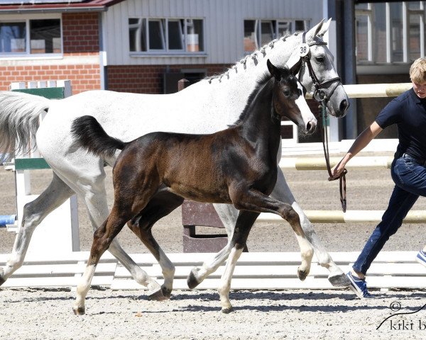 Pferd Kanlouna (Oldenburger Springpferd, 2018, von Kanndarco)