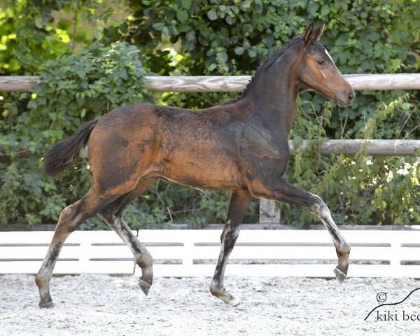 horse Famarant (Hanoverian, 2018, from Fürstenball)