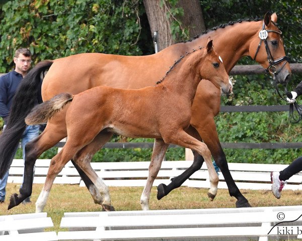 jumper SMA Caricello (Oldenburg show jumper, 2018, from Casallco)