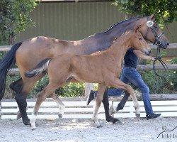 Pferd Vito Rubin (Oldenburger, 2018, von Vitalis)