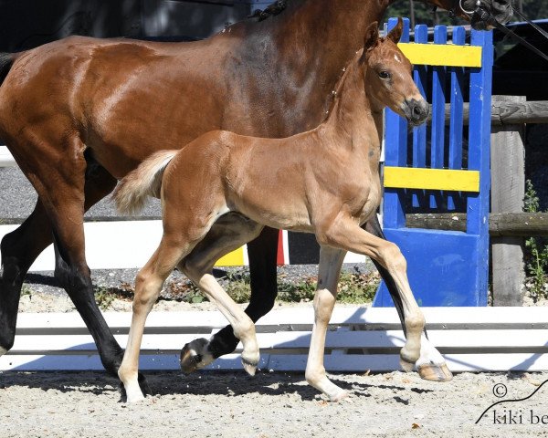 horse Fine Primero (Oldenburg, 2018, from Feinrich)