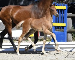 Pferd Fine Primero (Oldenburger, 2018, von Feinrich)