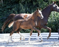 Pferd Fountina (Oldenburger, 2018, von Foundation 2)