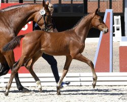 Pferd Balou Uno (Holsteiner, 2018, von Balou du Rouet)