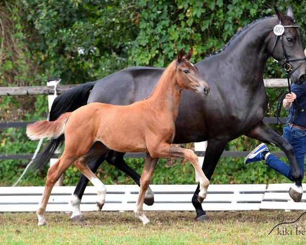 broodmare Vitalora PS (Hanoverian, 2018, from Vitalis)