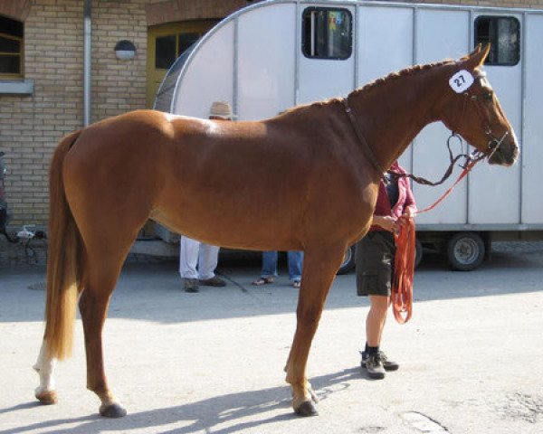 broodmare Symphonie's Sunshine CH (Swiss Warmblood, 2005, from GB Escondido)