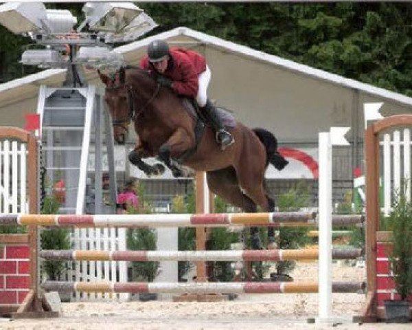 broodmare Salvya CH (Swiss Warmblood, 2001, from Le Grand Lord)