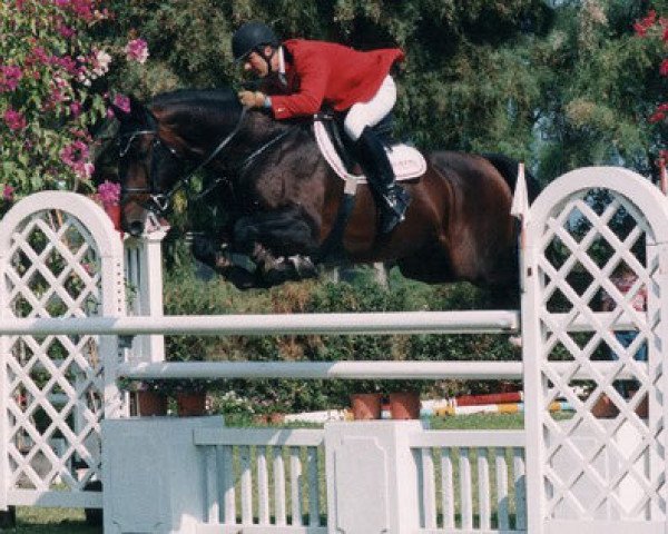 stallion Le Grand Lord (Holsteiner, 1989, from Le Grand I)