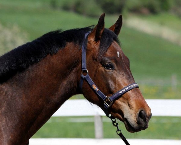 dressage horse Rietenberg's Lord Acobat CH (Swiss Warmblood, 2012, from Lord Sinclair III)
