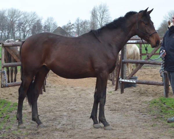 horse Charakter (Trakehner, 2017, from Münchhausen)