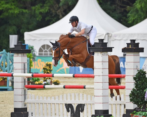 Springpferd Silent Joter (Holsteiner, 2008, von Singulord Joter)