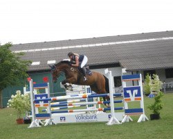 Springpferd Cooper 216 (Westfale, 2012, von Cayetano L)